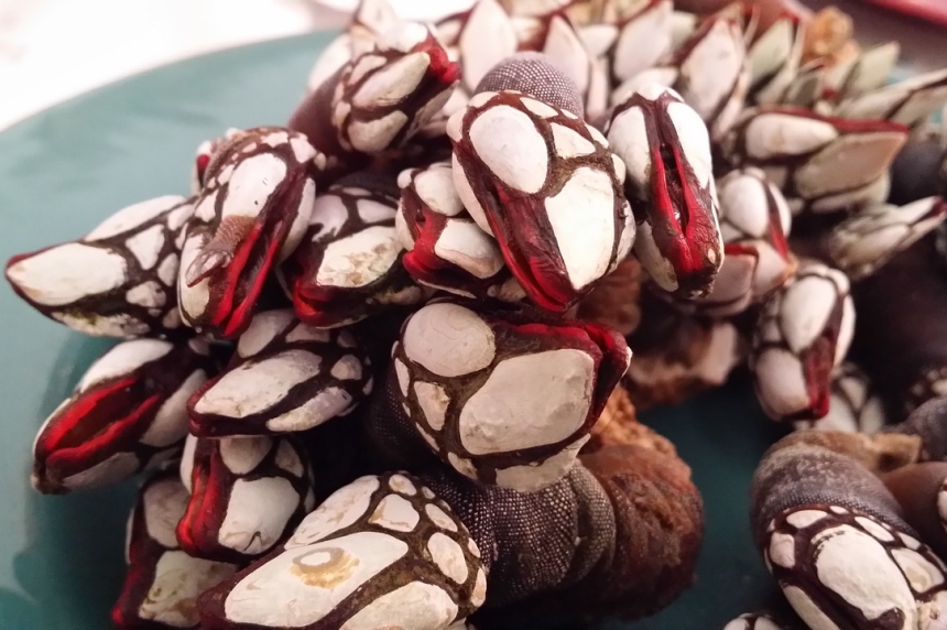 Percebes del cant&aacute;brico